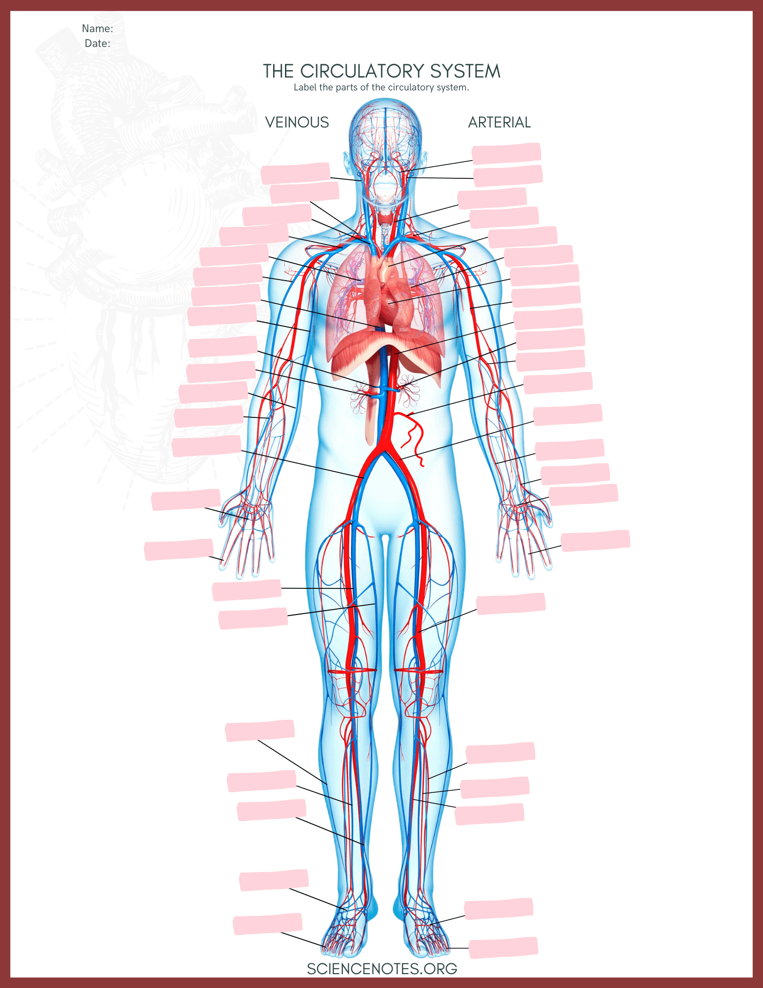 Human Anatomy Worksheets And Study Guides Human Anatomy Worksheets And Study Guides