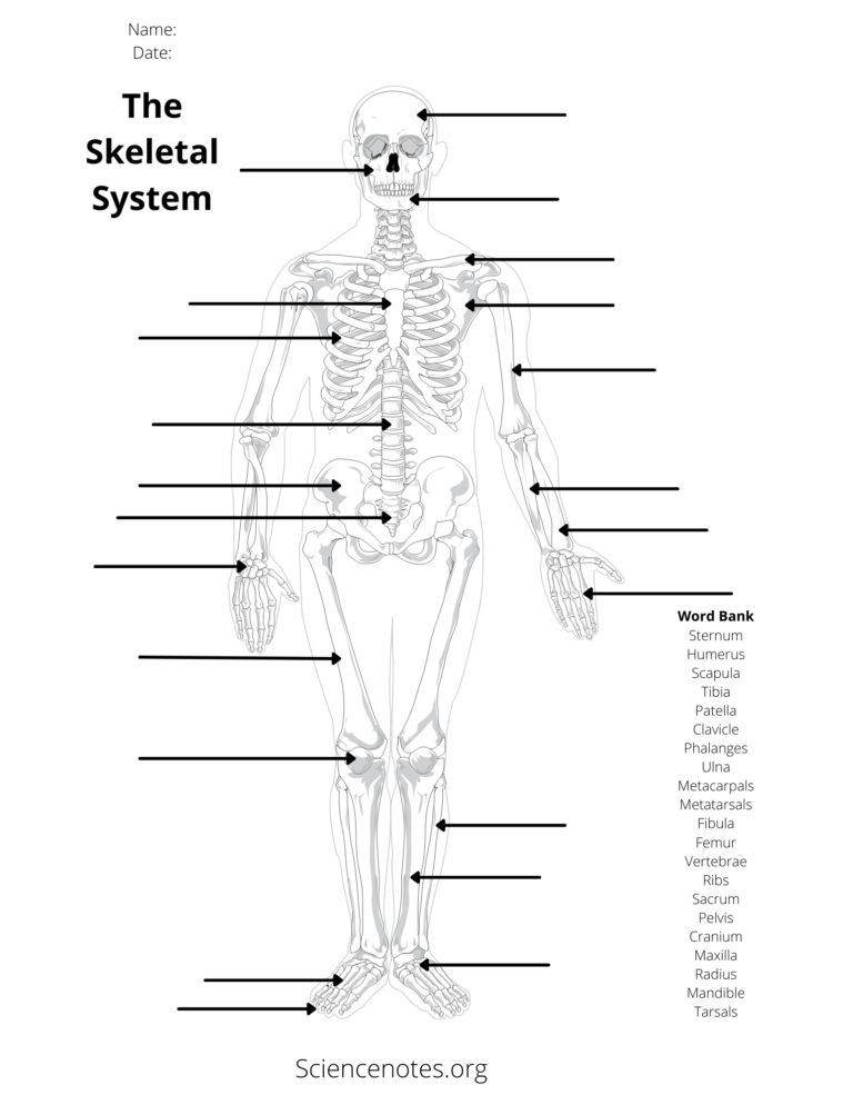 Human Anatomy Worksheets And Study Guides