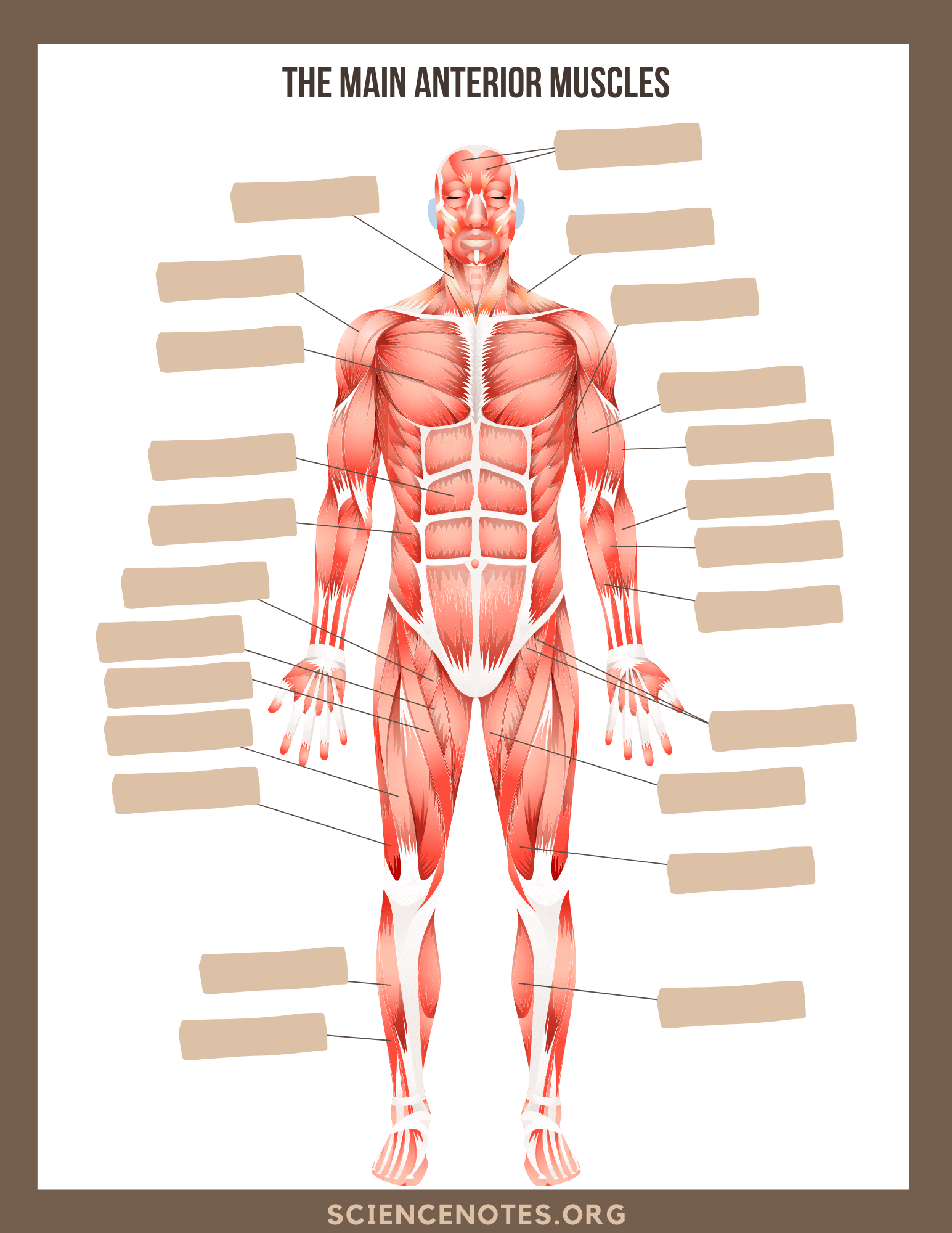 Anatomy Worksheets Printable Anatomy Worksheets Printable