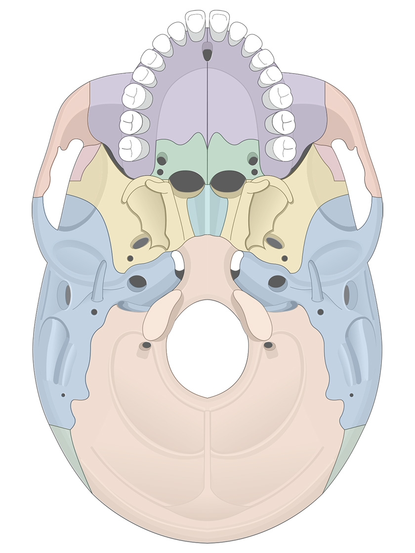 Human Skull Anatomy Inferior View Illustrations Human Bio Media Human Skull Anatomy Inferior View Illustrations Human Bio Media