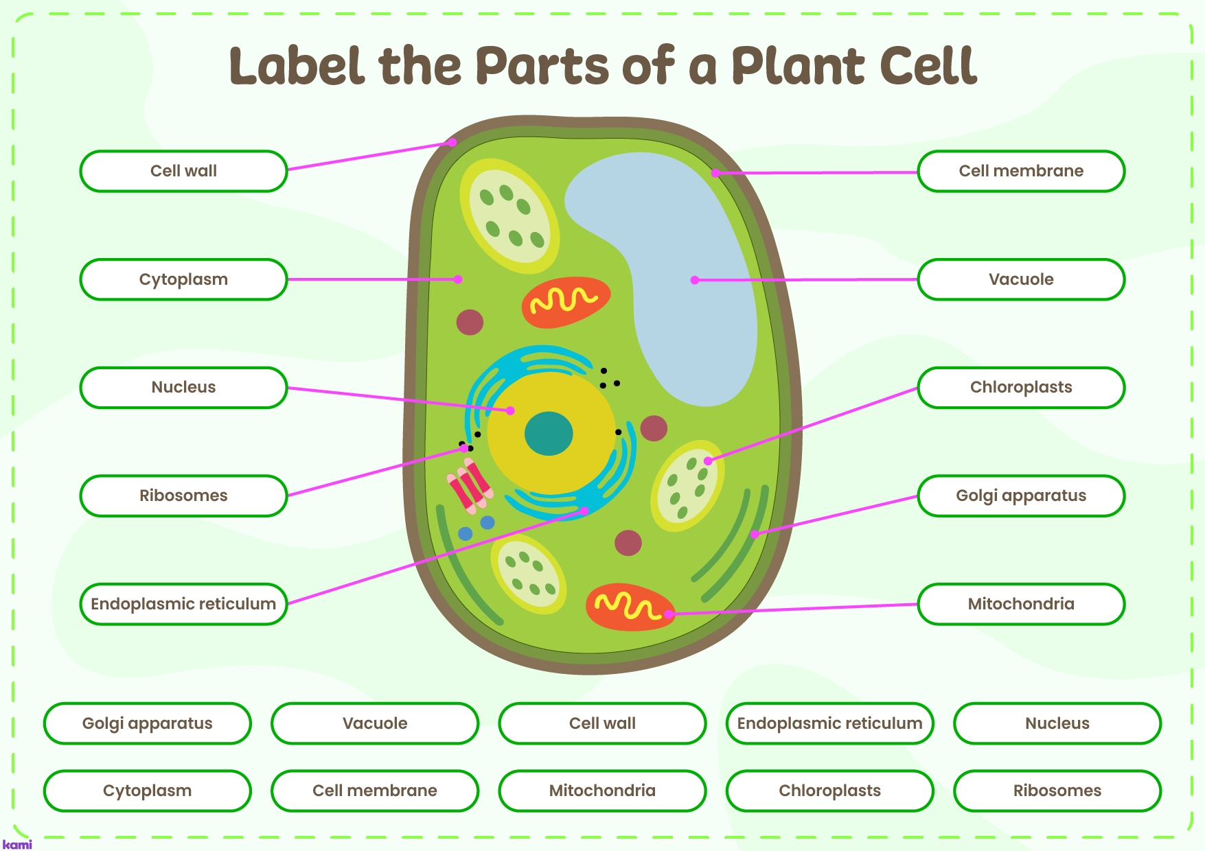 Interactive Parts Of A Plant Cell Answer Key For Teachers Worksheets Library