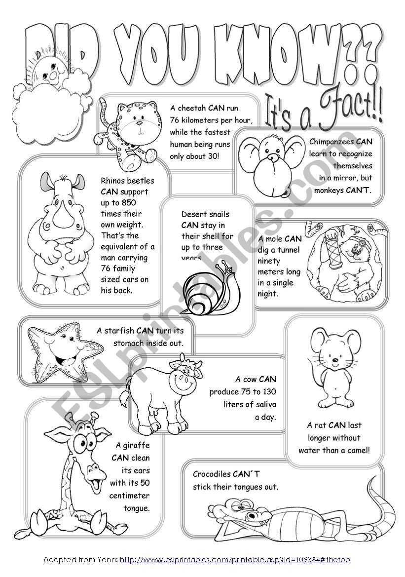 Interesting Facts About Animals ESL Worksheet By Alenka