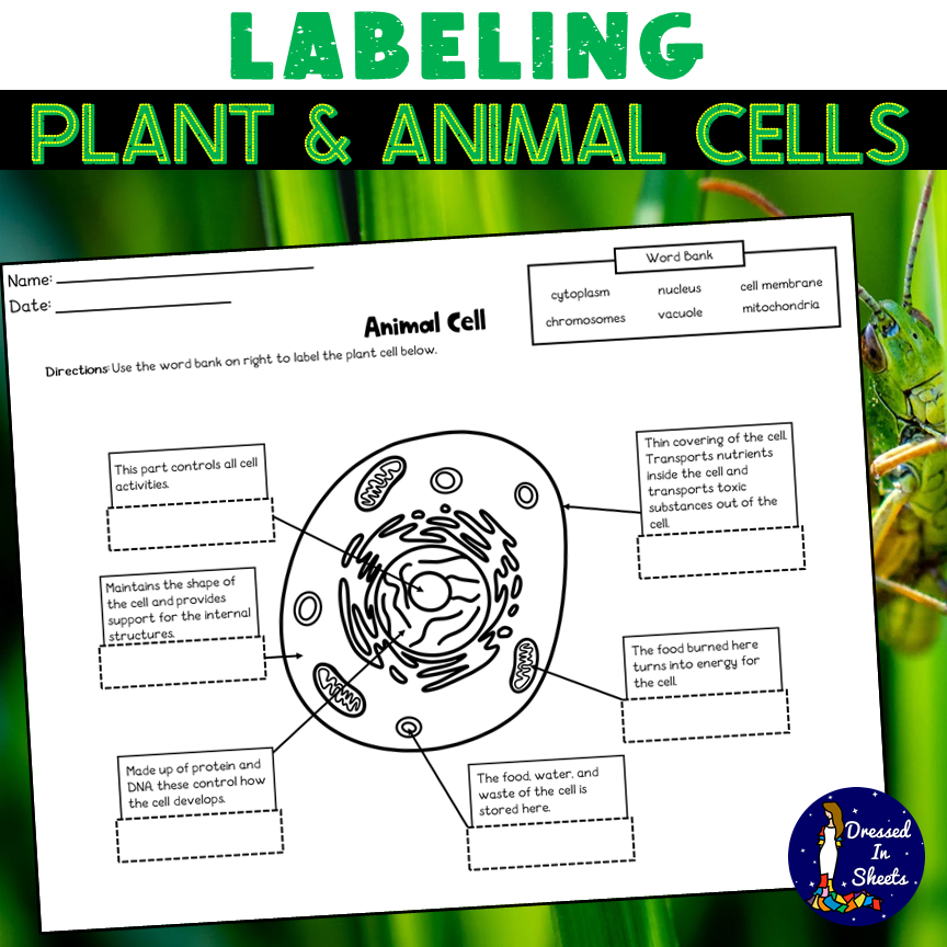Labeling Plant And Animal Cells Made By Teachers