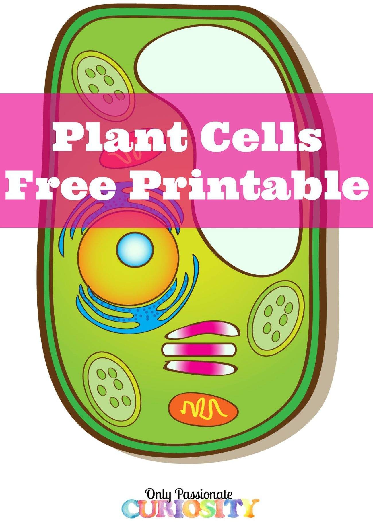 Free Printable Cell Worksheet Free Printable Cell Worksheet