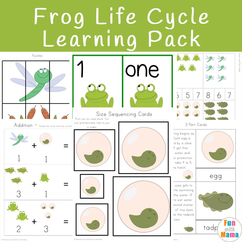 Frog Life Cycle Preschool Printable Poster