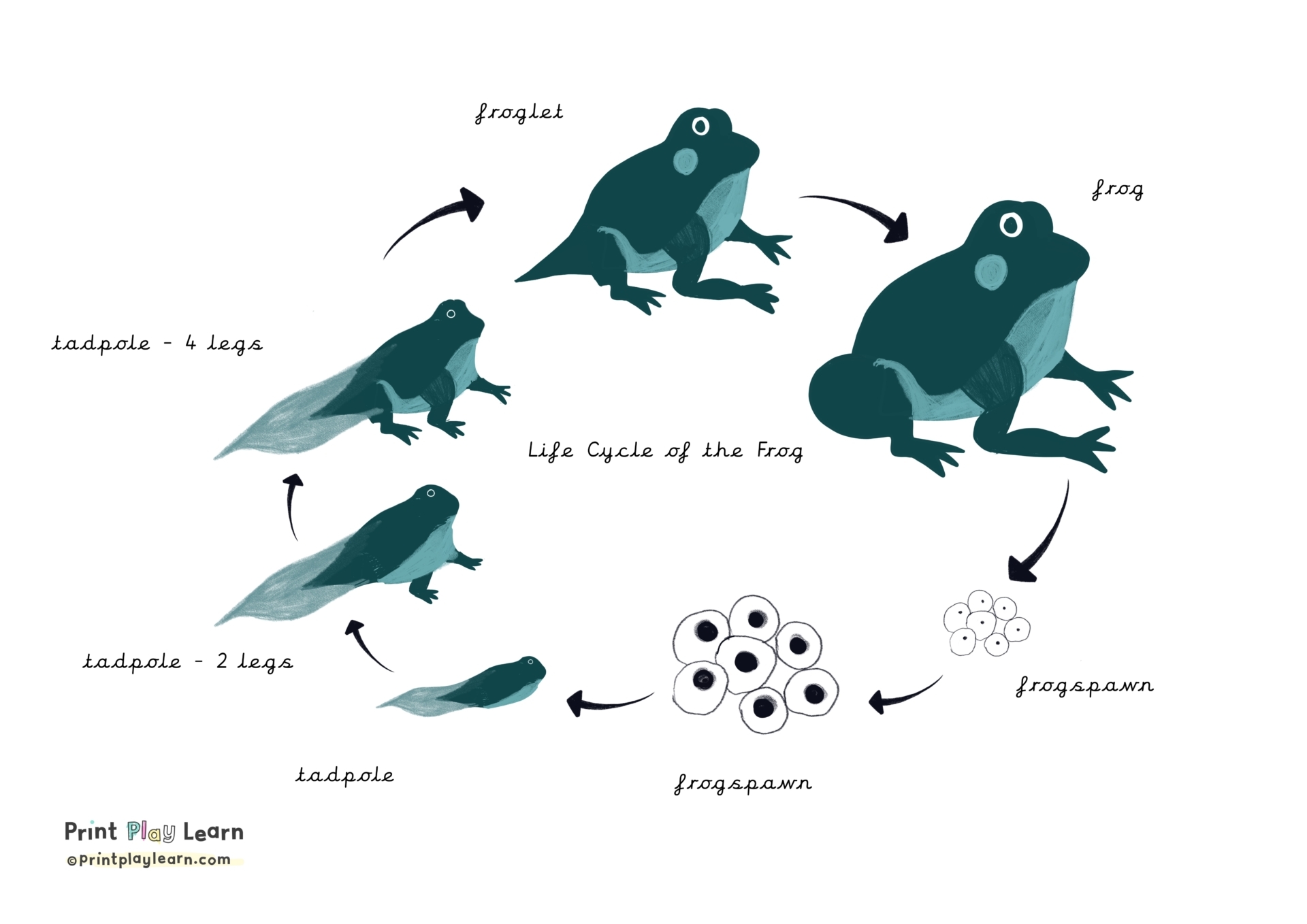 Life Cycle Of A Frog Printable Teaching Resources Print Play Learn