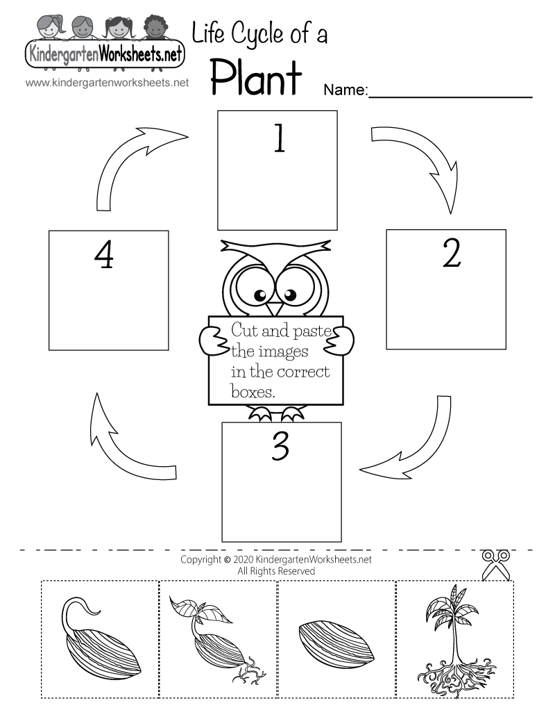 Life Cycle Of A Plant Worksheet Free Printable Digital U0026 PDF