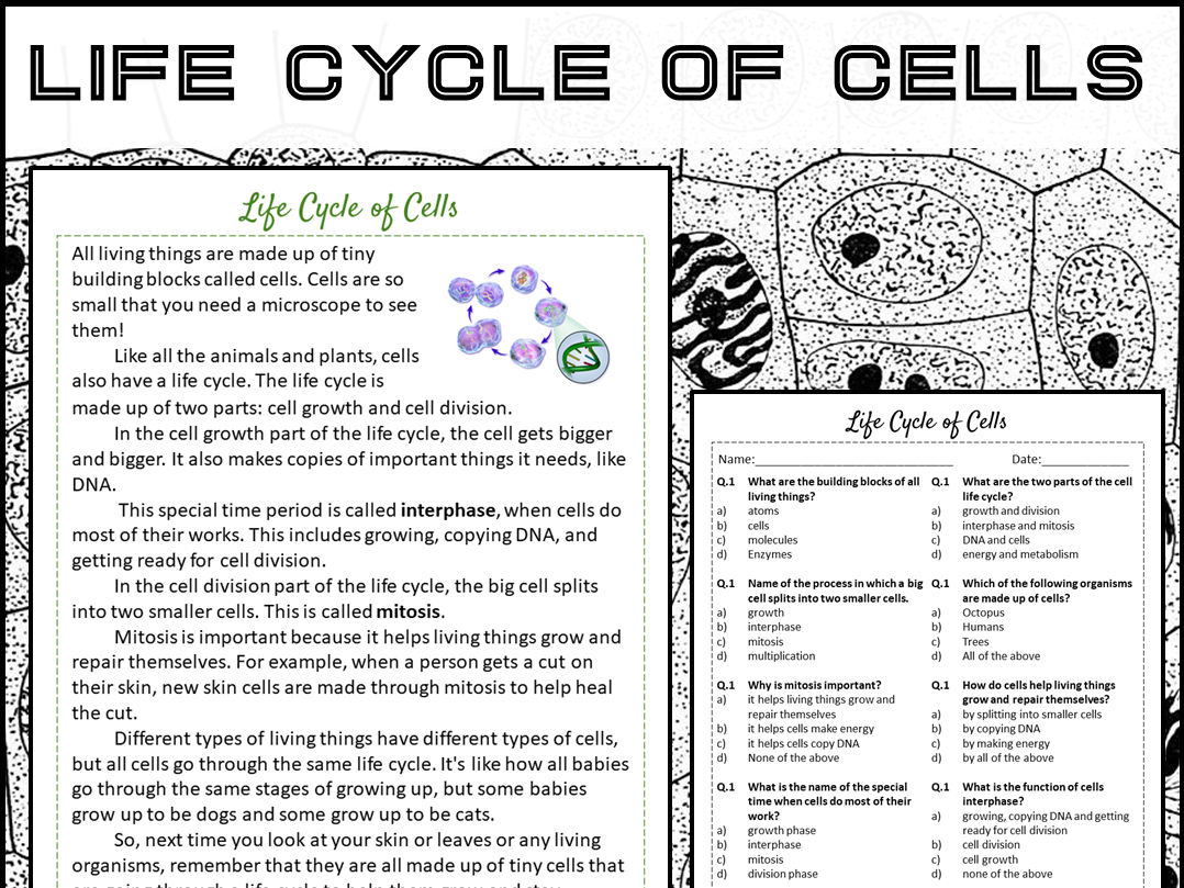 Life Cycle Of Cells Reading Comprehension Passage And Questions PDF Teaching Resources Life Cycle Of Cells Reading Comprehension Passage And Questions PDF Teaching Resources