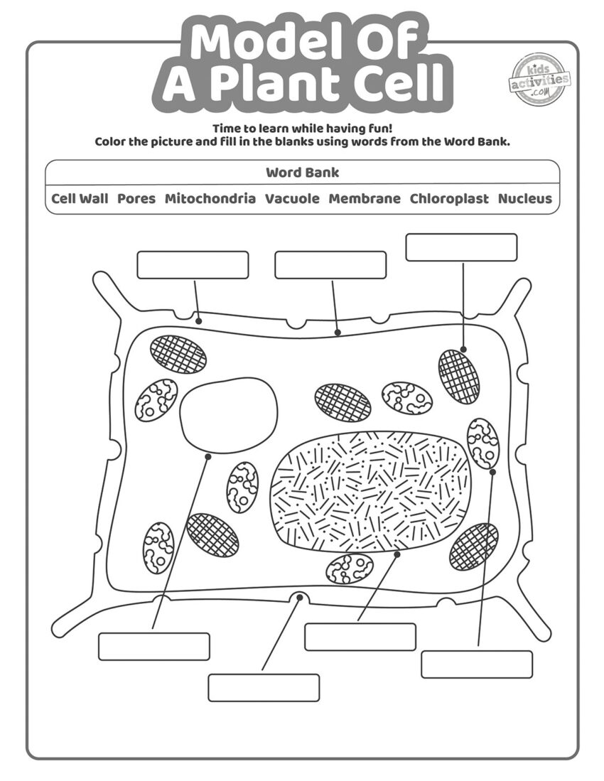 Model Of A Plant Cell Worksheet Coloring Pages Kids Activities Blog