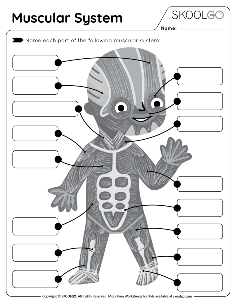 Muscular System Free Worksheet For Kids SKOOLGO