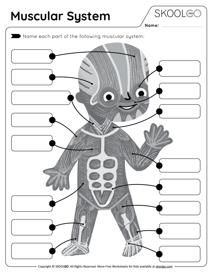 Muscular System Free Worksheet For Kids SKOOLGO