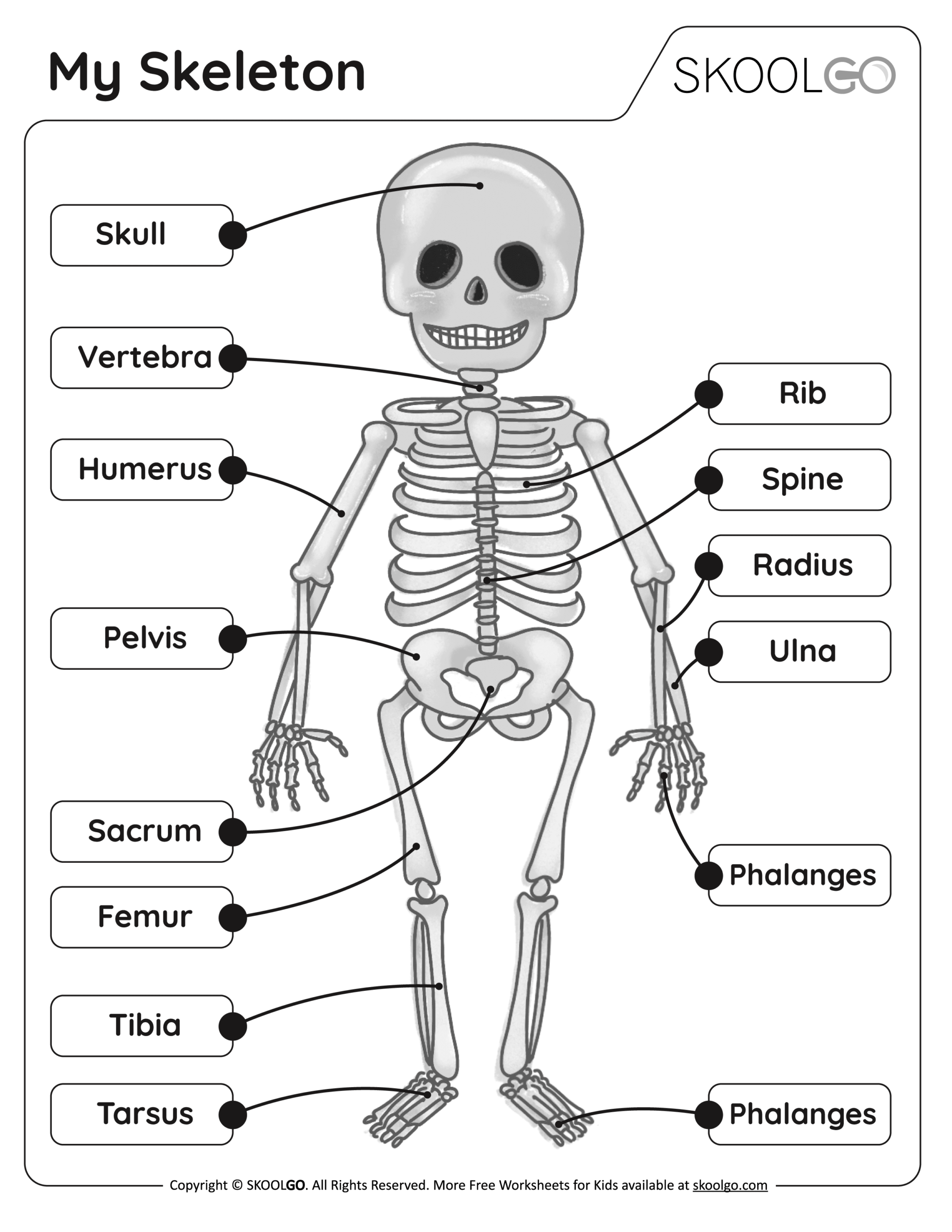 My Skeleton Free Worksheet SKOOLGO Worksheets Library