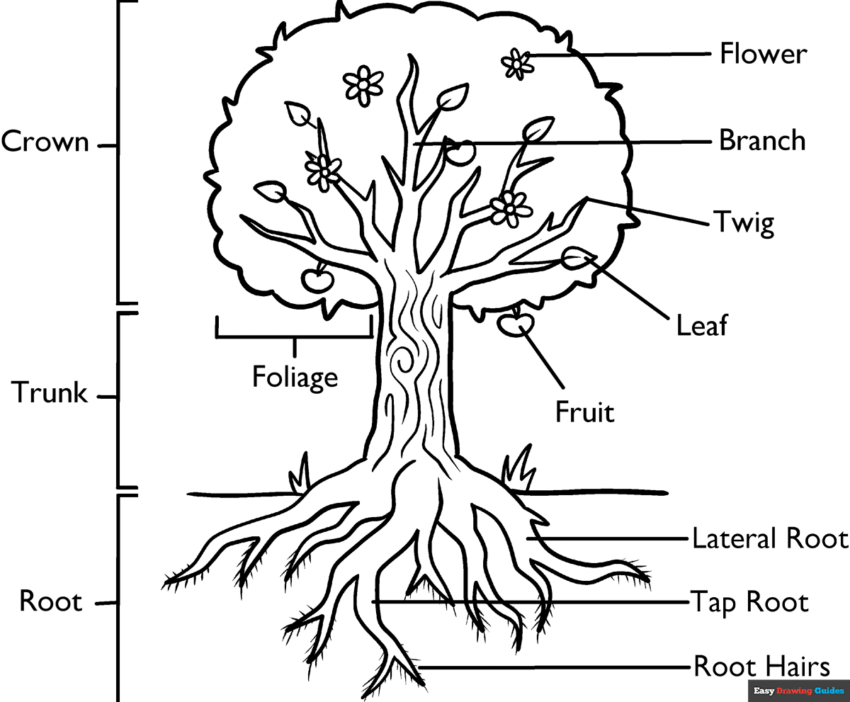 Parts Of A Tree Coloring Page Easy Drawing Guides