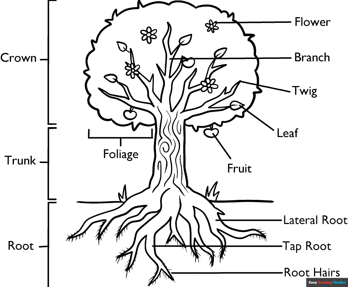 Parts Of A Tree Coloring Page Easy Drawing Guides
