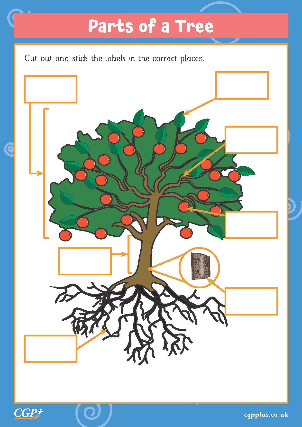 Parts Of A Tree Cut And Stick Year 1 CGP Plus Worksheets Library