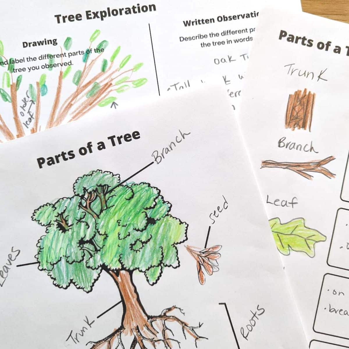 Parts Of A Tree Worksheets Nature Inspired Learning