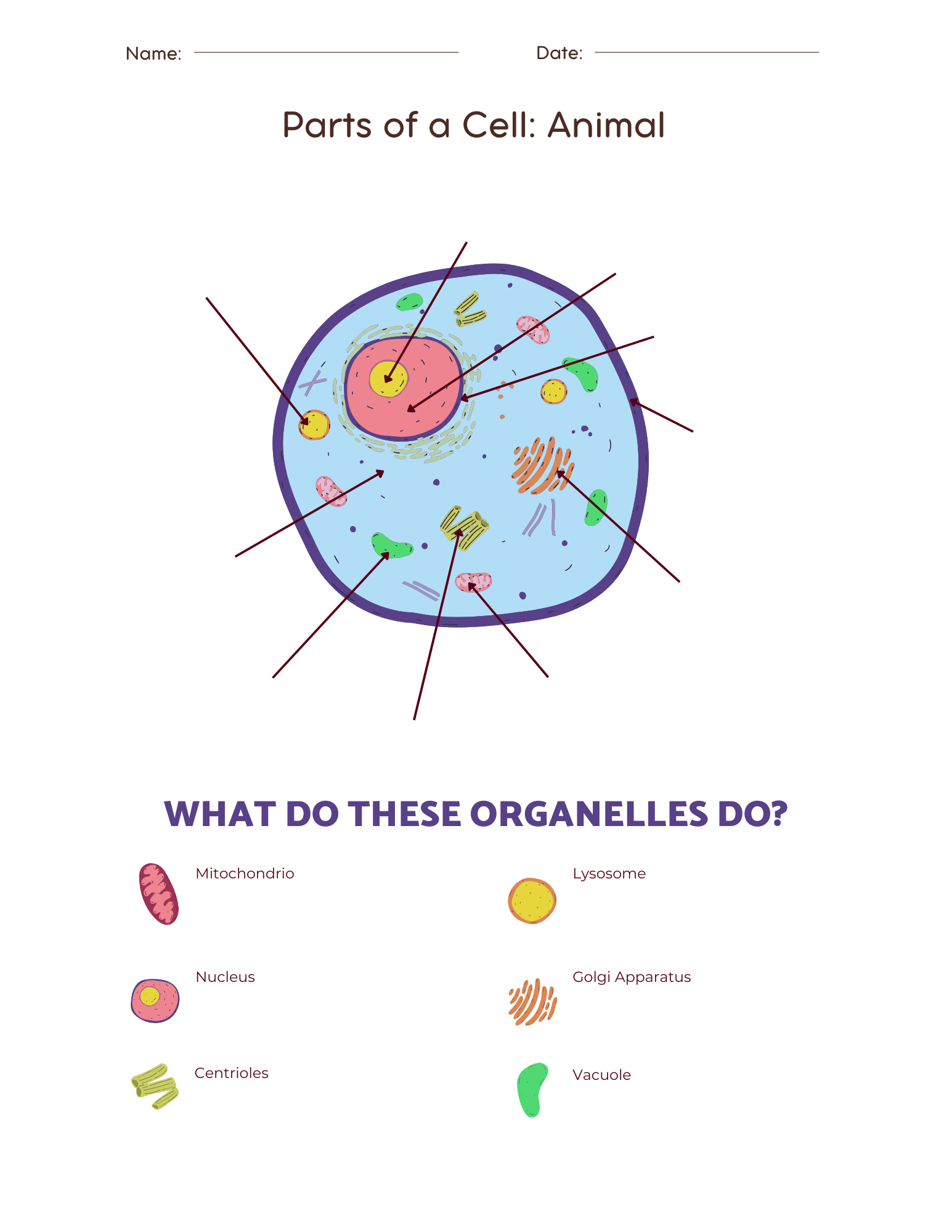 Parts Of An Animal Cell Worksheet Education World Parts Of An Animal Cell Worksheet Education World