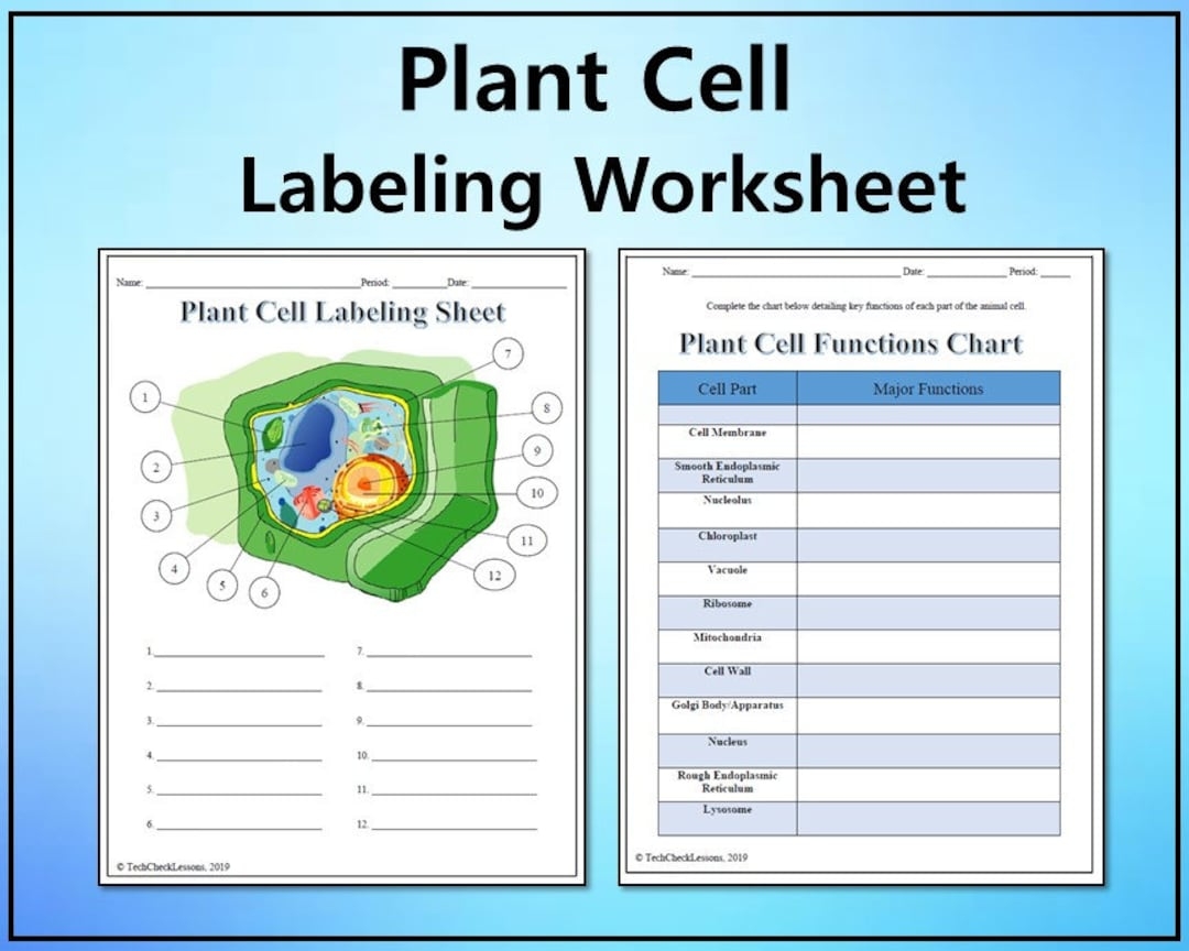 Plant Cell Labeling Functions Science Worksheet Editable DIGITAL DOWNLOAD Etsy