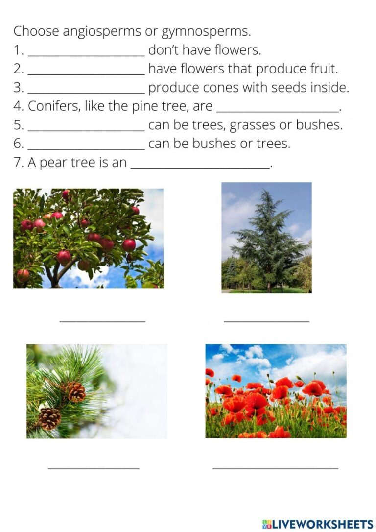Plant classification Worksheets Library