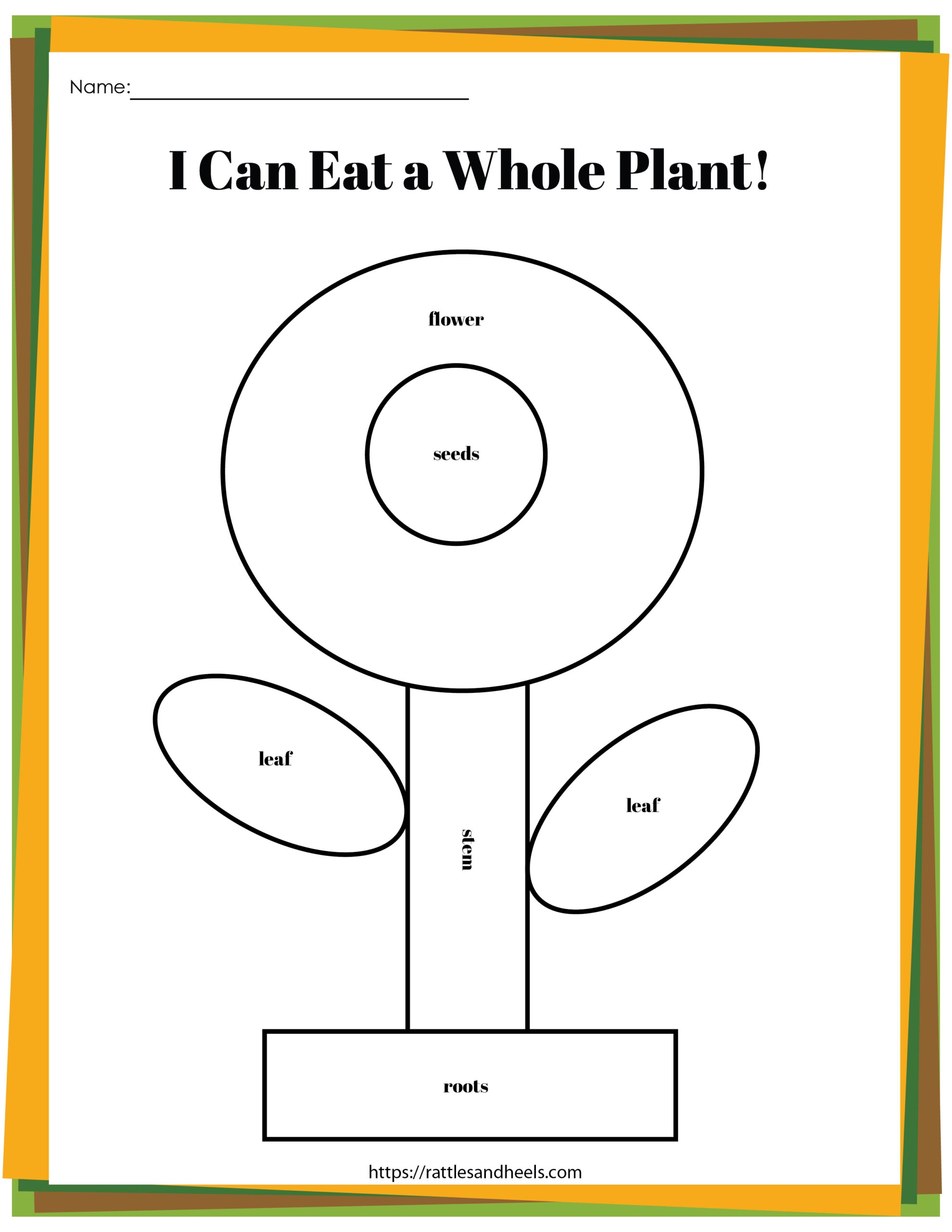 Plant Life Cycle Worksheets Free Printables For Kids 