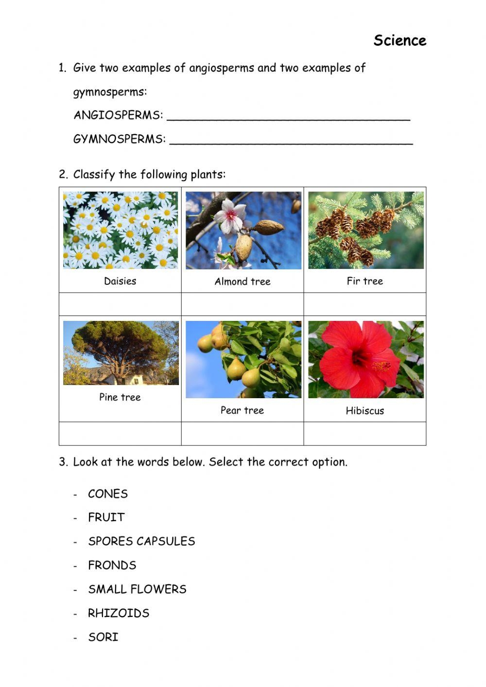 Plants Interactive Exercise For 6th Live Worksheets Worksheets 