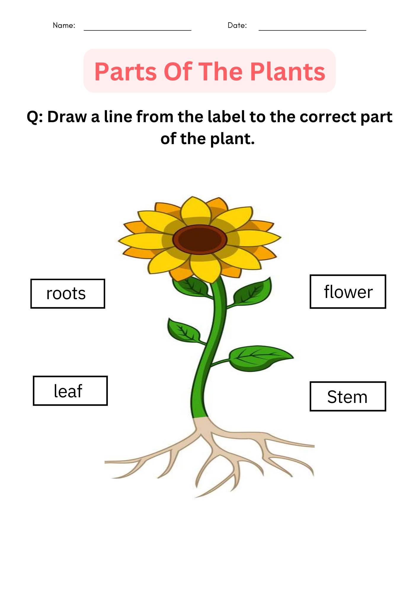 Printable Activities Parts Of A Plant Worksheet For Kindergarten Made By Teachers Printable Activities Parts Of A Plant Worksheet For Kindergarten Made By Teachers