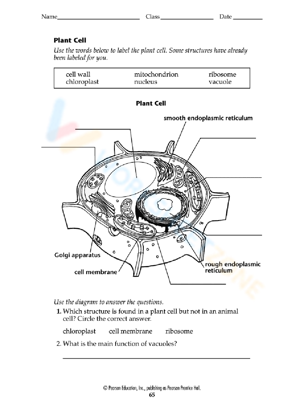 Printable Plant Cells Worksheets