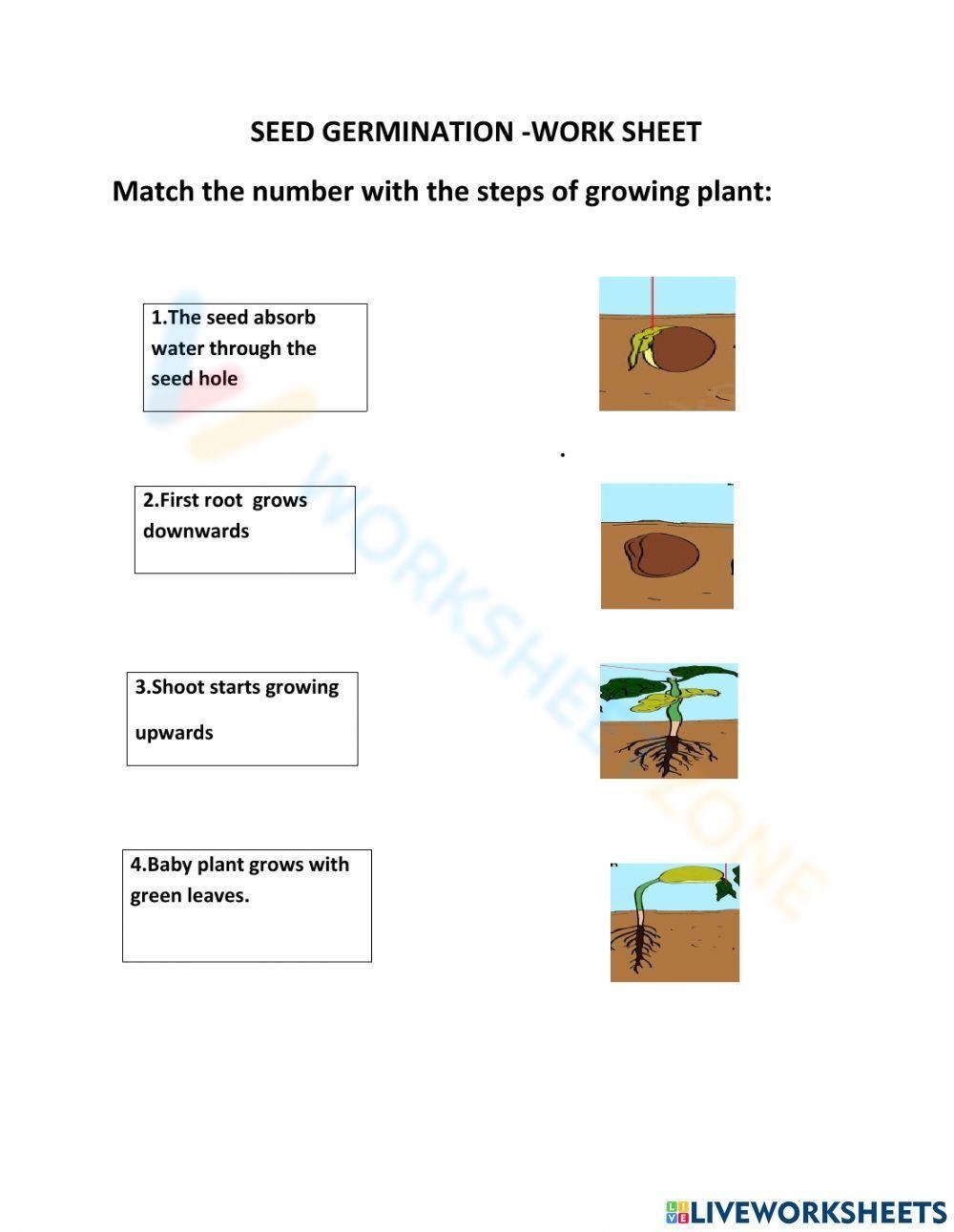 Printable Stages Of Seed Germination Worksheets