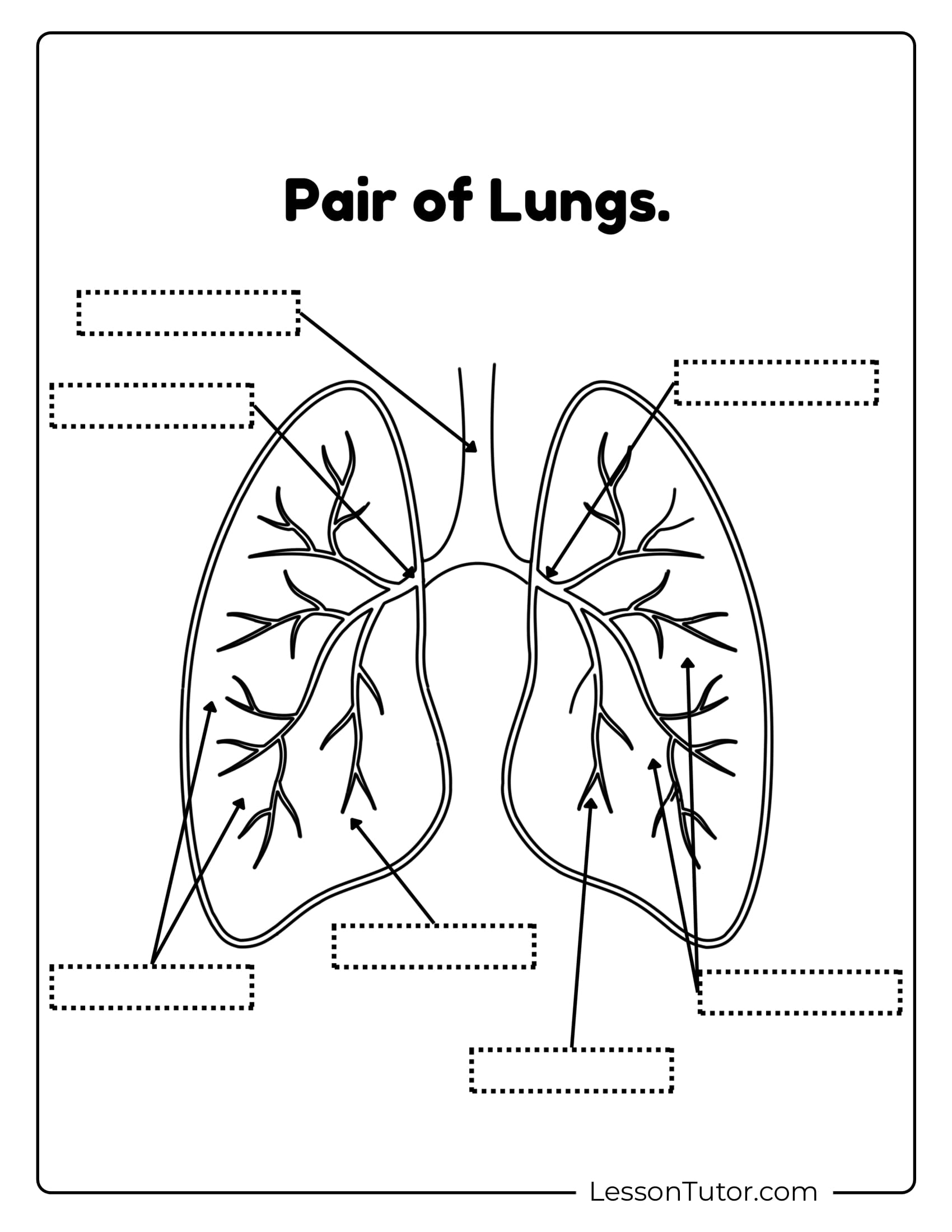 Printable Lungs Worksheet For Kids Printable Lungs Worksheet For Kids