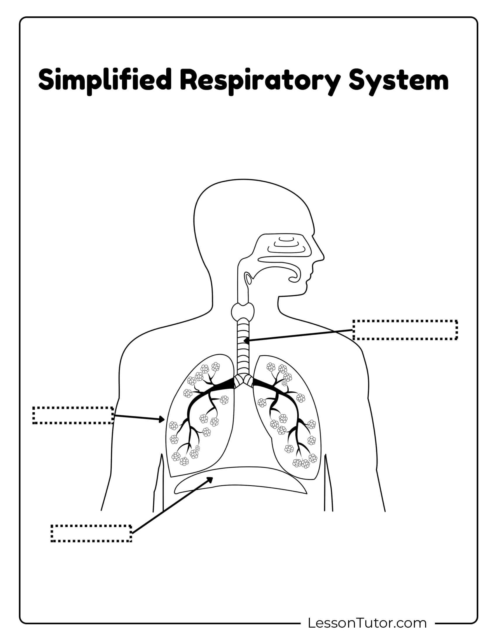 Respiratory System Worksheets Free Coloring Pages PDF Printables And Worksheets Lesson Tutor Respiratory System Worksheets Free Coloring Pages PDF Printables And Worksheets Lesson Tutor