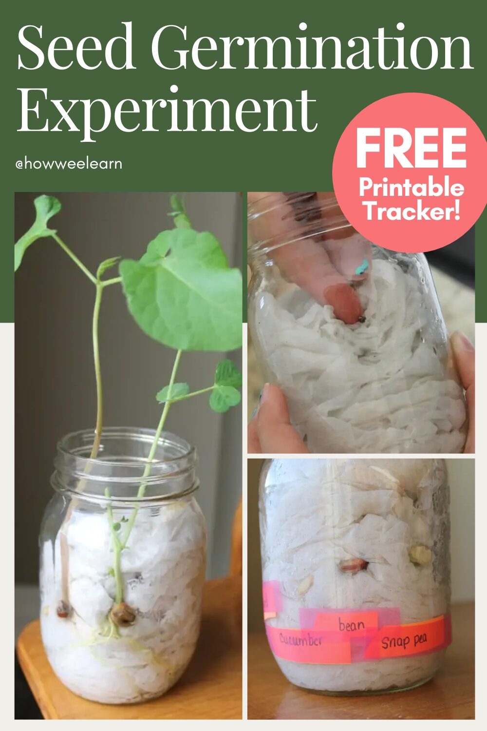 Printable Grade 5 Seed Germination Worksheet