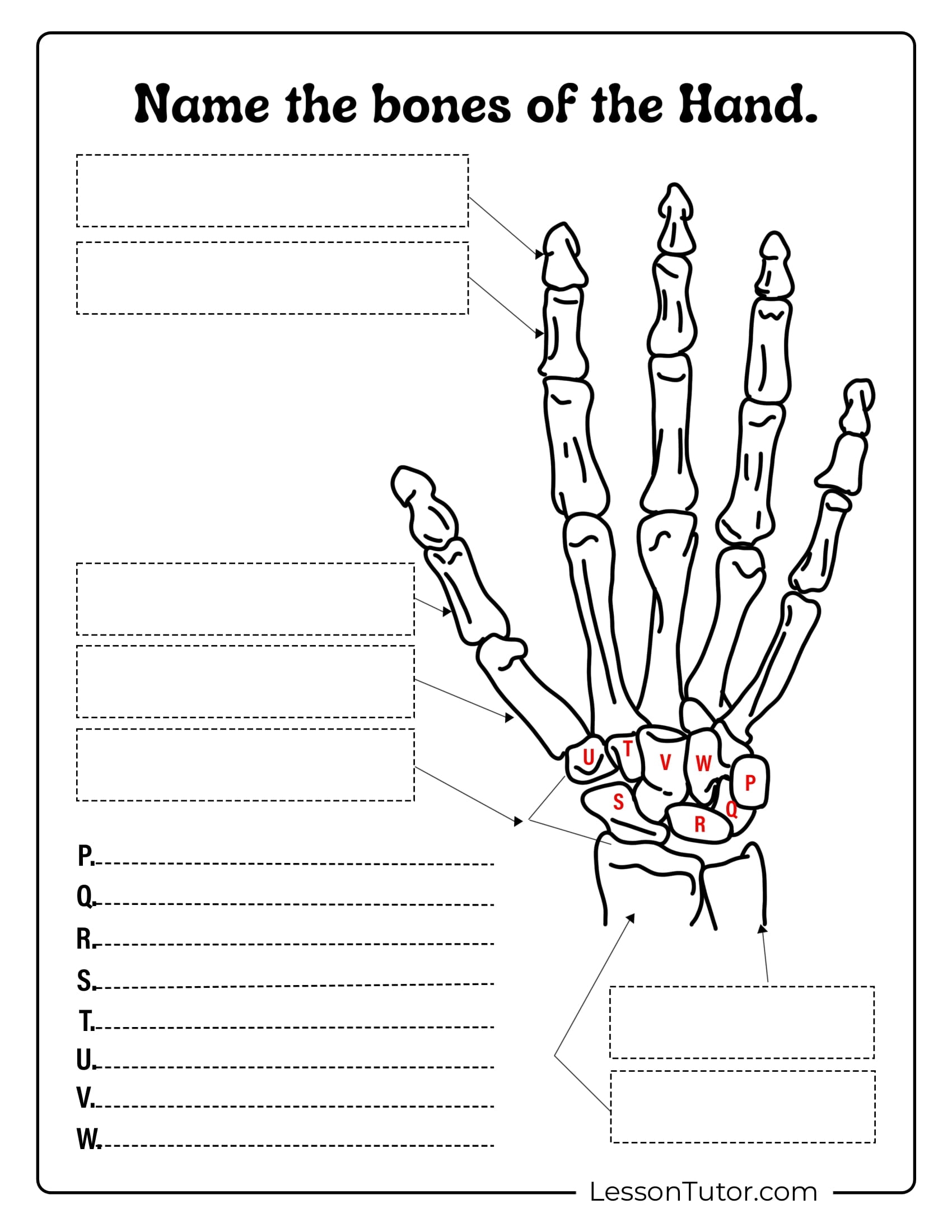 Skeleton System Worksheets Free Coloring Pages PDF Printables And Worksheets Lesson Tutor