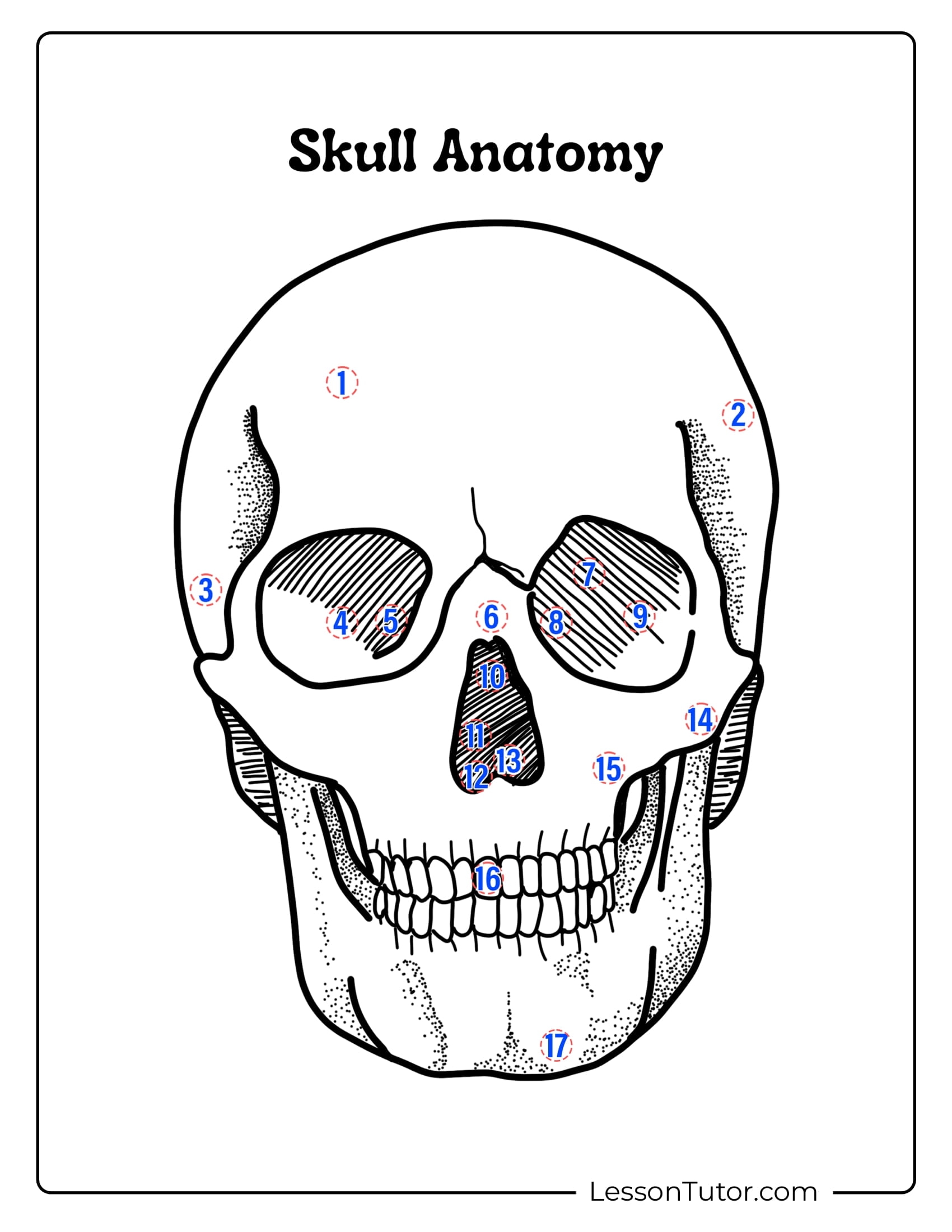 Printable Skeleton Worksheet Pdf