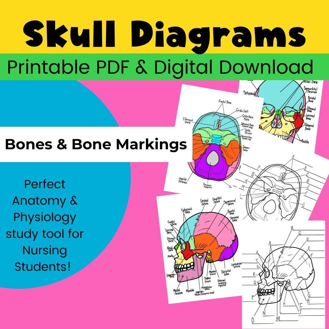 Printable Anatomy Interior Skull Labeling Worksheets Printable Anatomy Interior Skull Labeling Worksheets