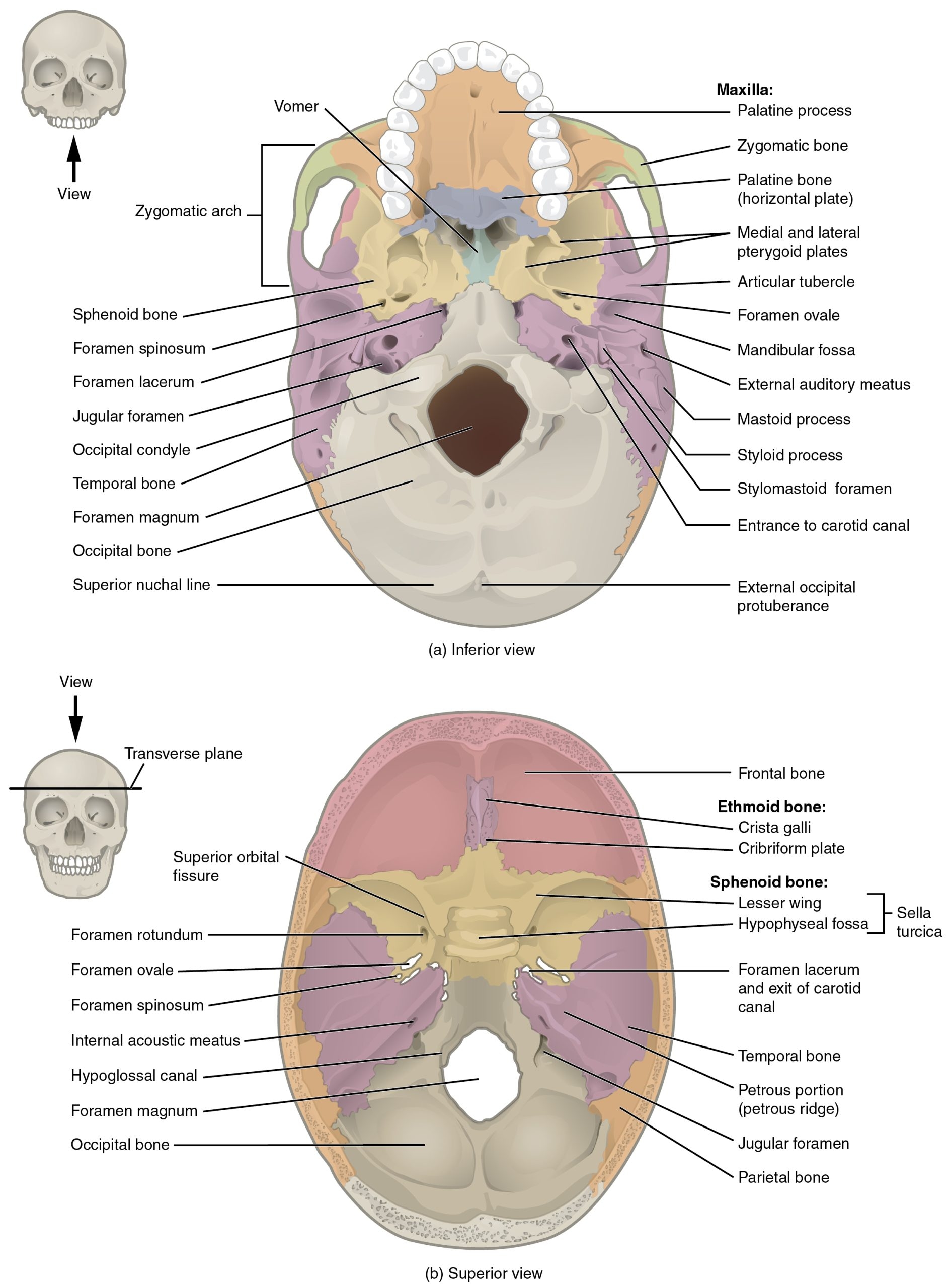 The Skull HSCI 10171 Anatomy Physiology The Skull HSCI 10171 Anatomy Physiology