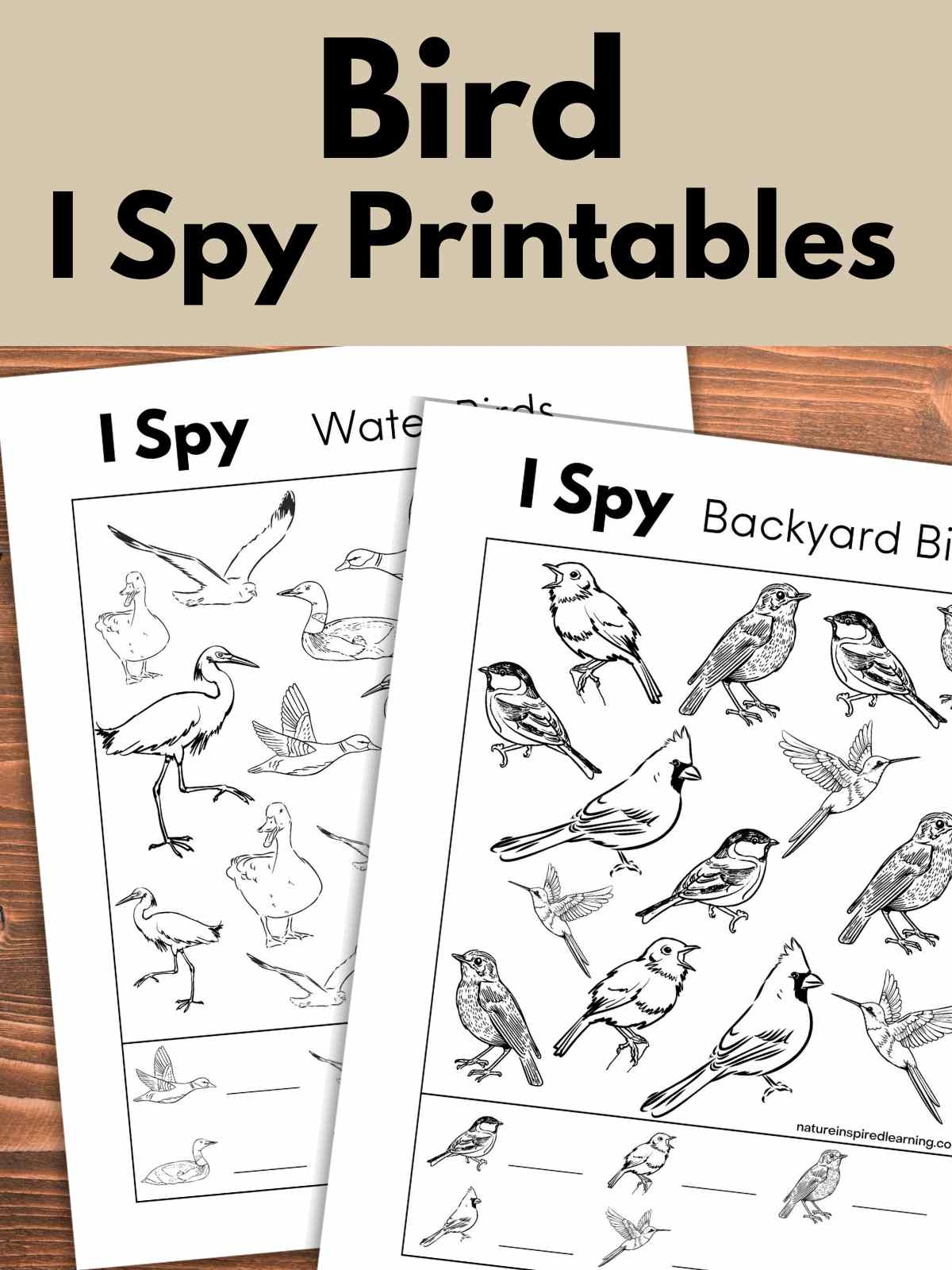 Free Printable Bird Worksheets