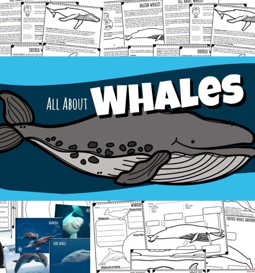 All About Whales Dolphins 123 Homeschool 4 Me