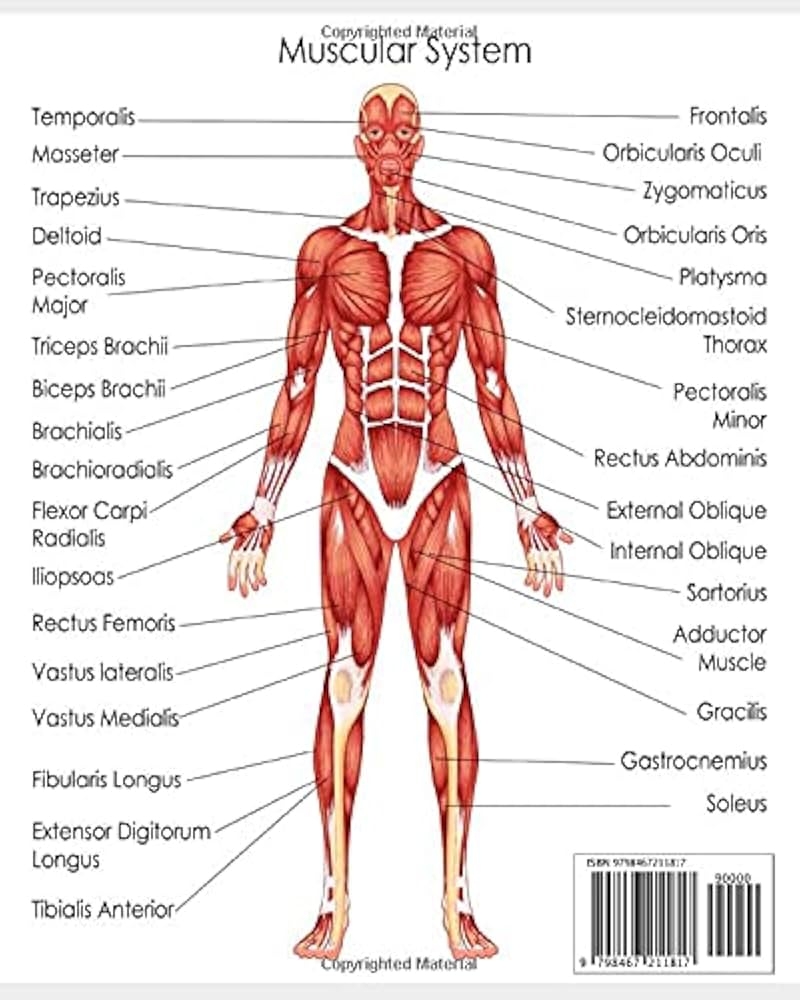 Amazon MUSCULAR SYSTEM Notes 100 Blank Graph Sheets Anatomy Physiology Notebook Organizer 9798467211817 Pacheco Tema H Designs Tema Books