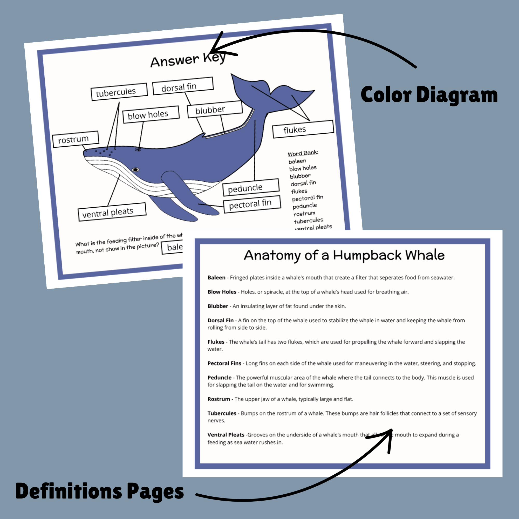Anatomy Of A Humpback Whale Beachside Homeschool