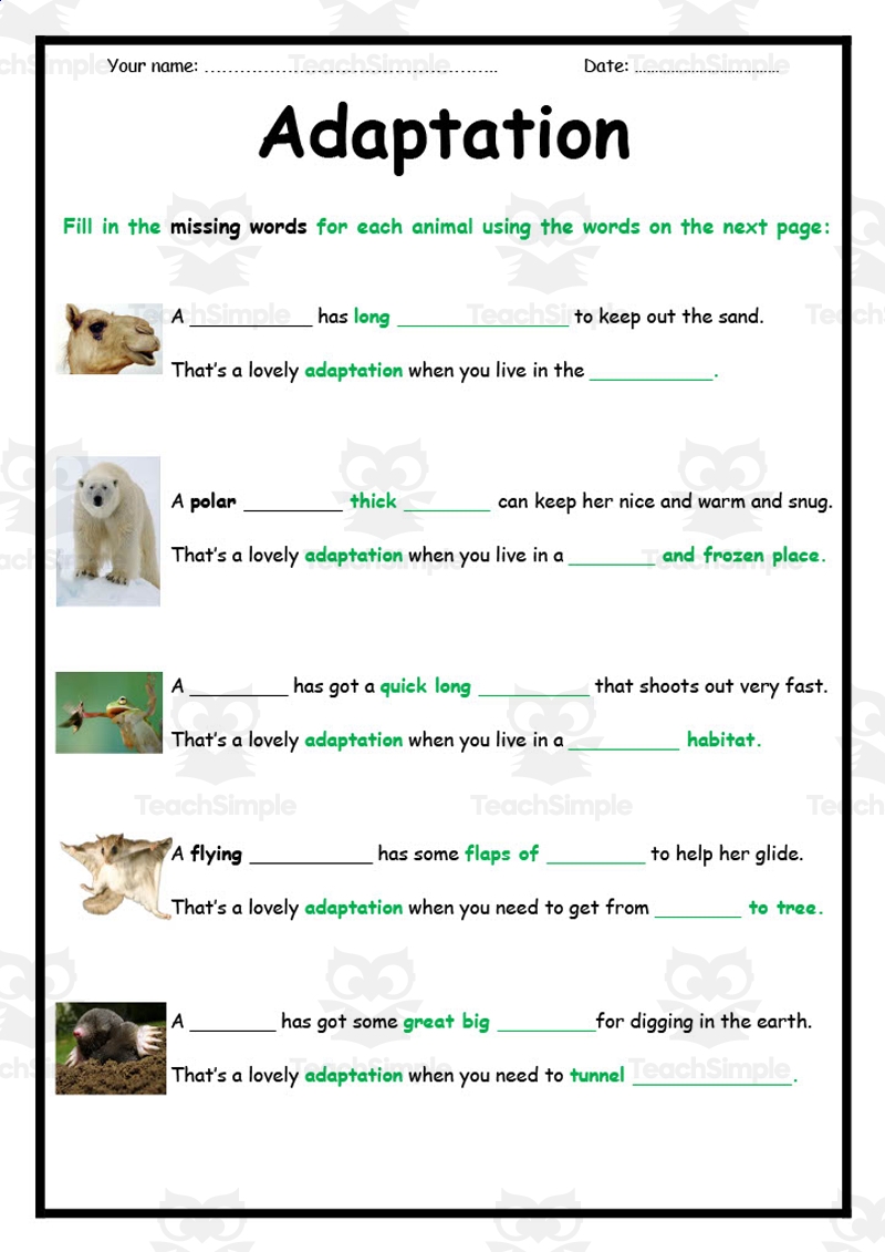 Animal Adaptations Worksheet By Teach Simple Animal Adaptations Worksheet By Teach Simple