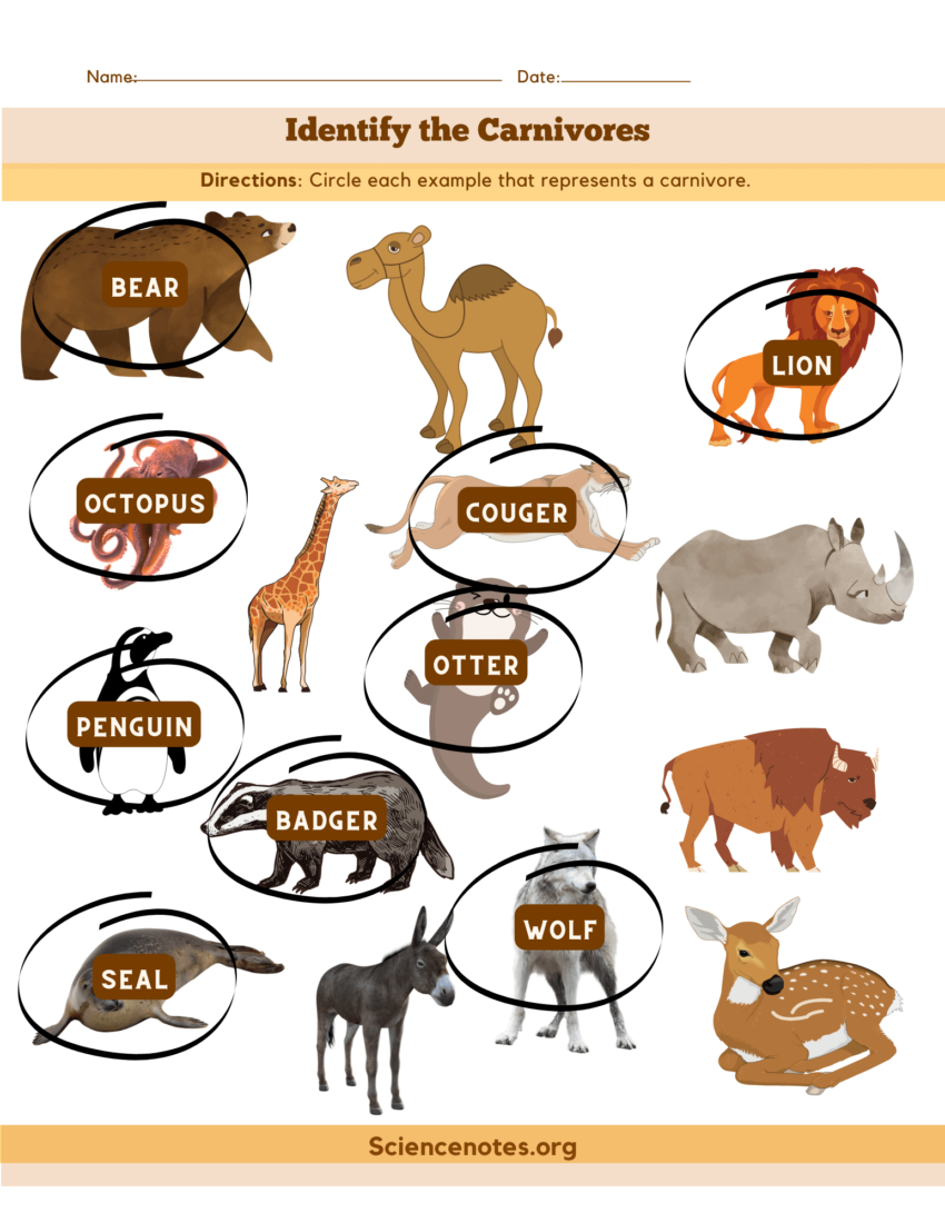 Animal Worksheets