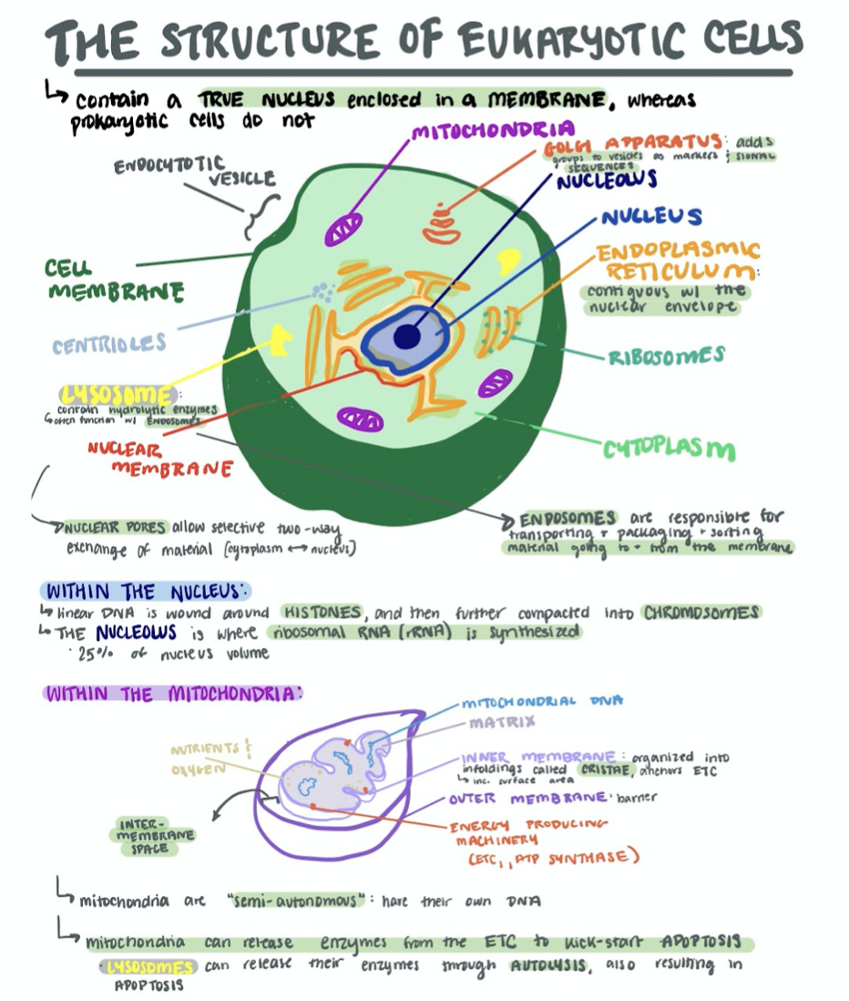 AP Biology First Unit Study Guide Classful AP Biology First Unit Study Guide Classful
