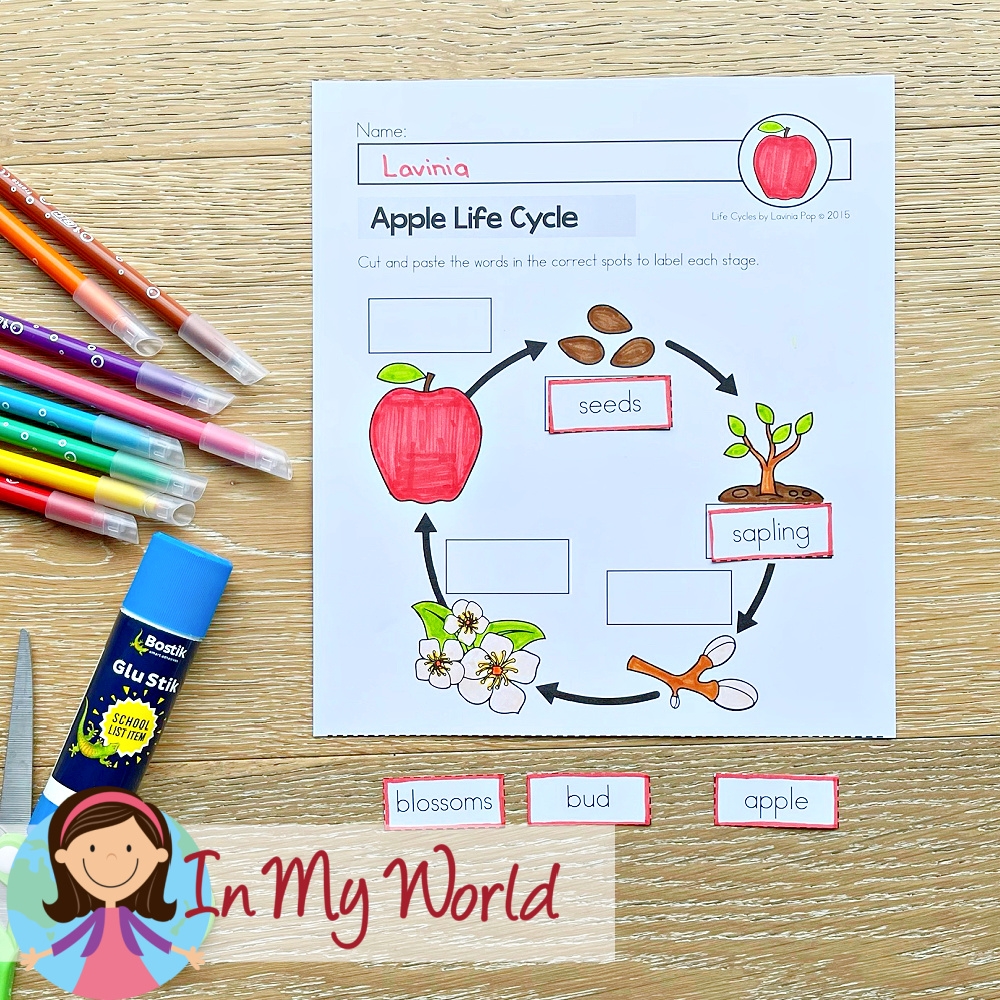 Apple Life Cycle In My World Apple Life Cycle In My World
