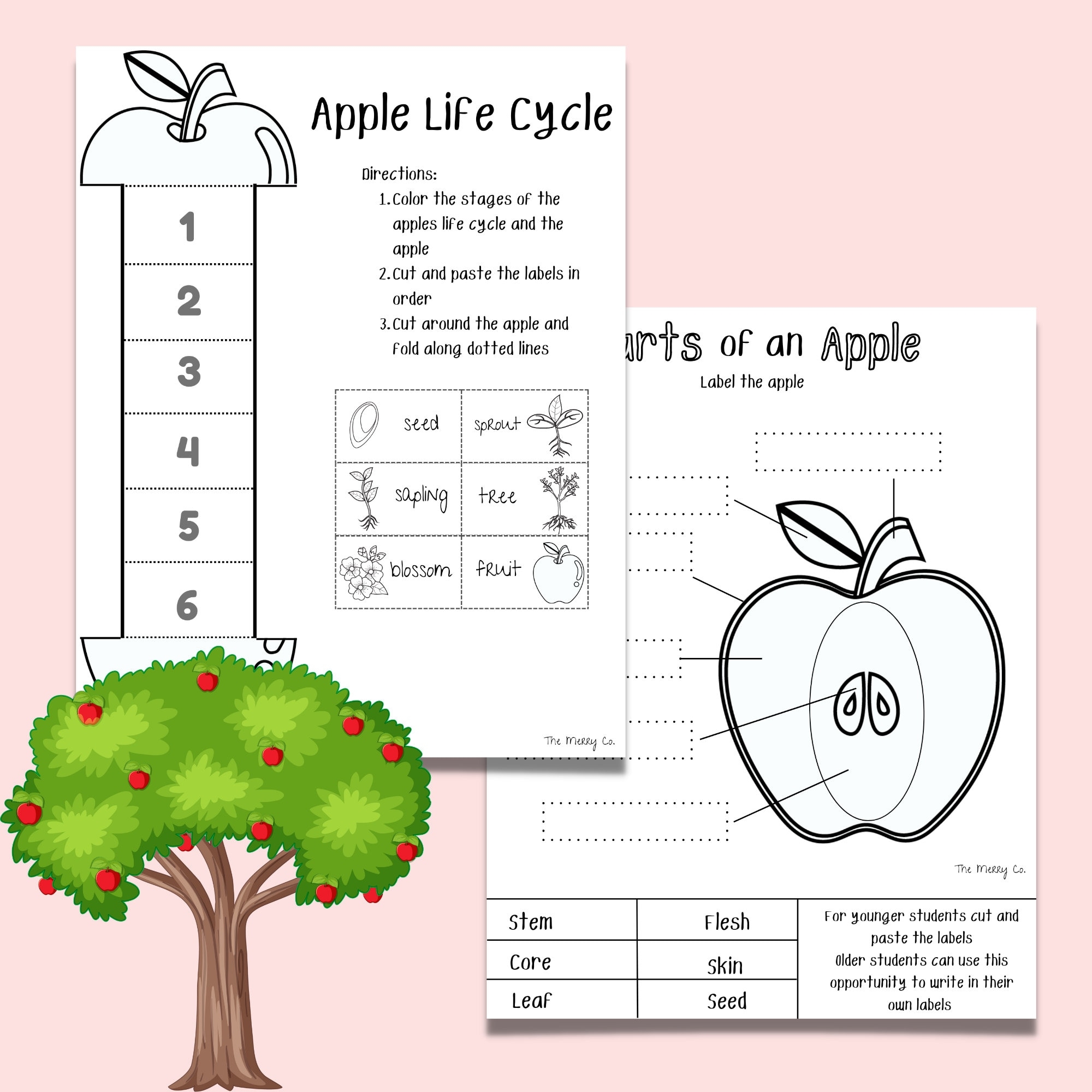 Apple Life Cycle Parts Of An Apple Kindergarten Curriculum Fall Activity For Kids Preschool Learning Printable Homeschool Worksheets Etsy Apple Life Cycle Parts Of An Apple Kindergarten Curriculum Fall Activity For Kids Preschool Learning Printable Homeschool Worksheets Etsy