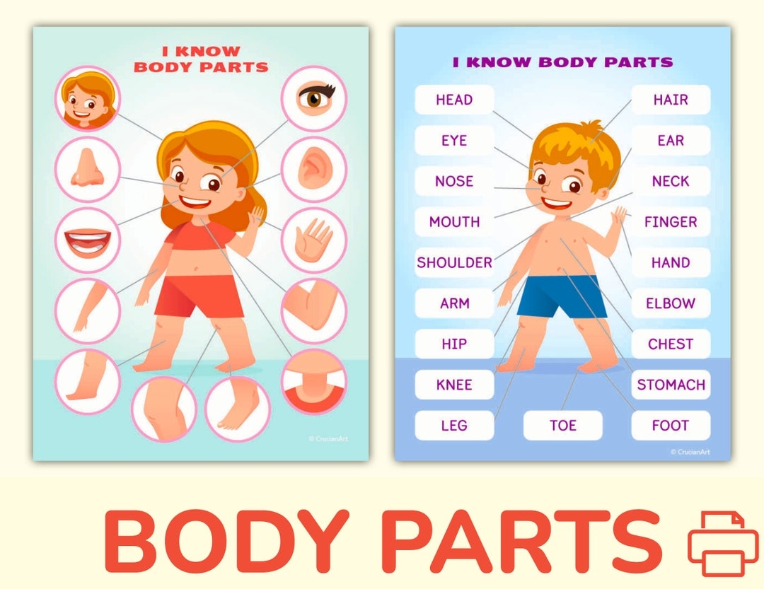 Body And Face Parts Printable Learning Pack For Toddler Preschool Pre K Kindergarten Human Body Activity Worksheets Etsy UK Body And Face Parts Printable Learning Pack For Toddler Preschool Pre K Kindergarten Human Body Activity Worksheets Etsy UK