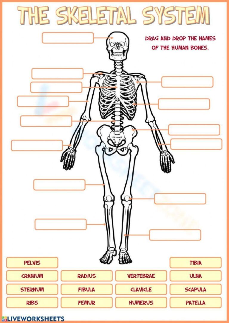Bones Worksheets
