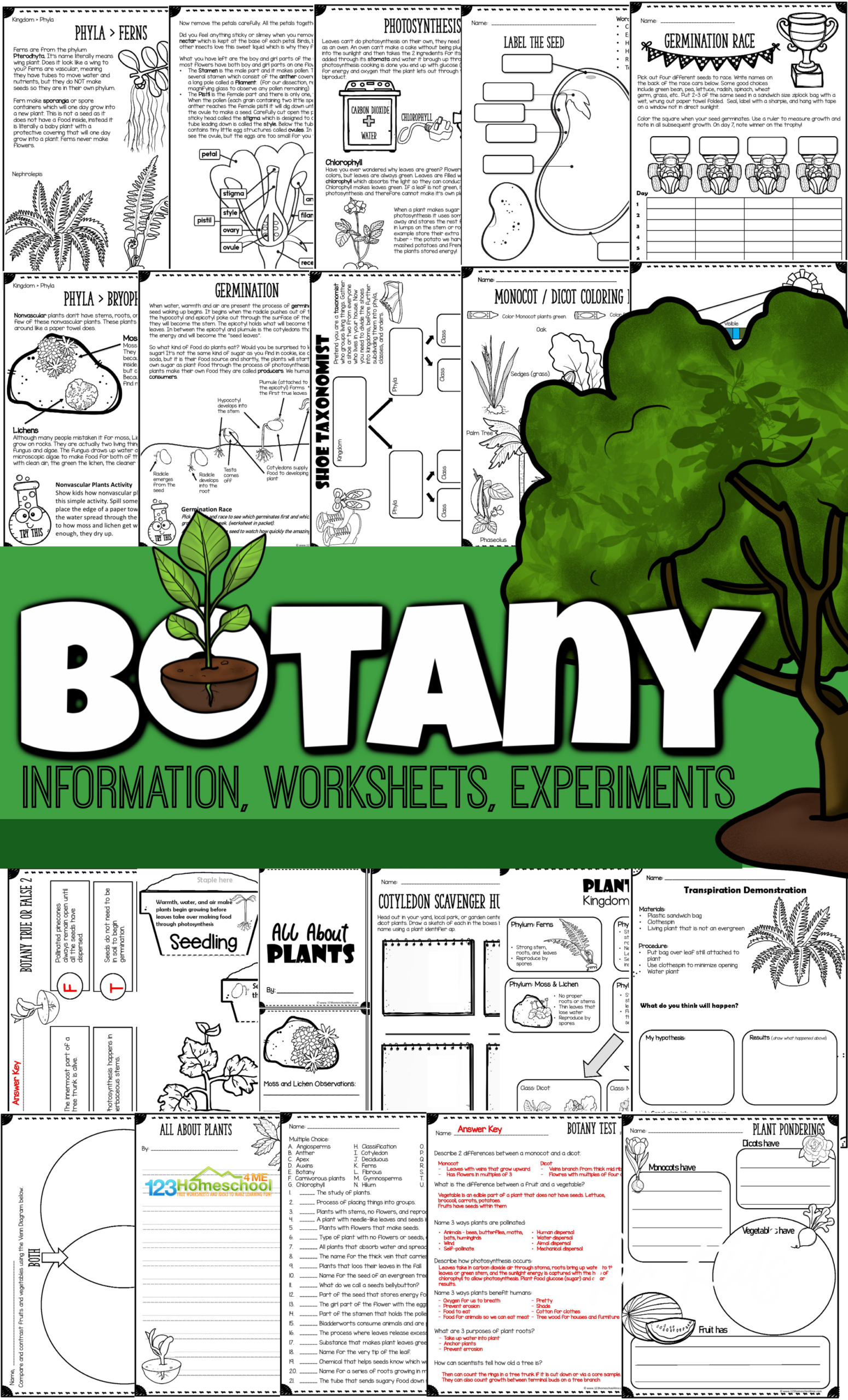 Botany For Kids Lesson Botany For Kids Lesson