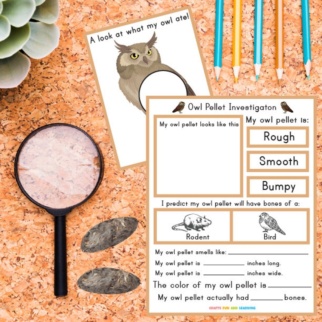Buy Owl Pellet Investigation Set Owl Unit Study Owl Science Unit 