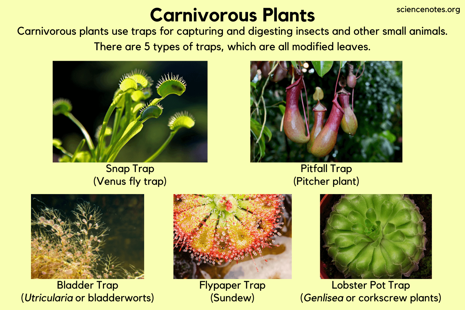 Printable Carnivorous Plants Worksheets