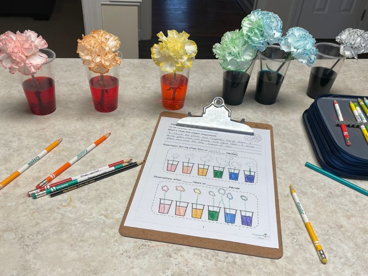 Color Changing Flower Experiment Frazzled Nature Mom